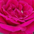 Roșu - Trandafiri miniatur - pitici - Ciklámen